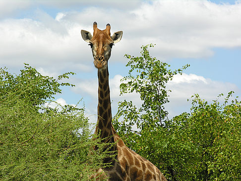 Foto Giraffe - 